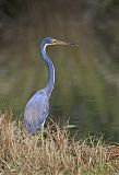 Tricolored Heron